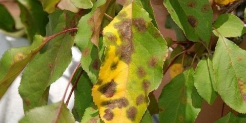 Lišće na stablu jabuke postaje žuto: šta učiniti